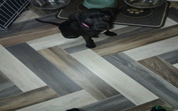 Staffordshire Bull Terrier dogs for sale: Staffordshire bull terror puppies  in London - Image 28