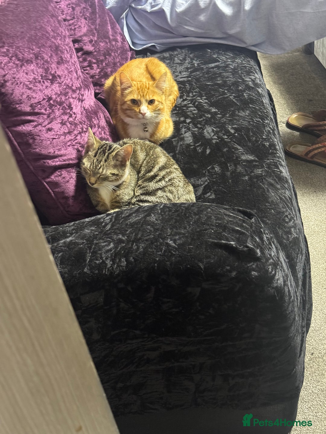 Bengal cats for sale: Ginger cat MUST GO QUICK - Advert 3