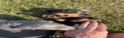 Dachshund dogs for sale: Lilac and tan dachshund puppies Black and Tan  in Canterbury - Advert 1