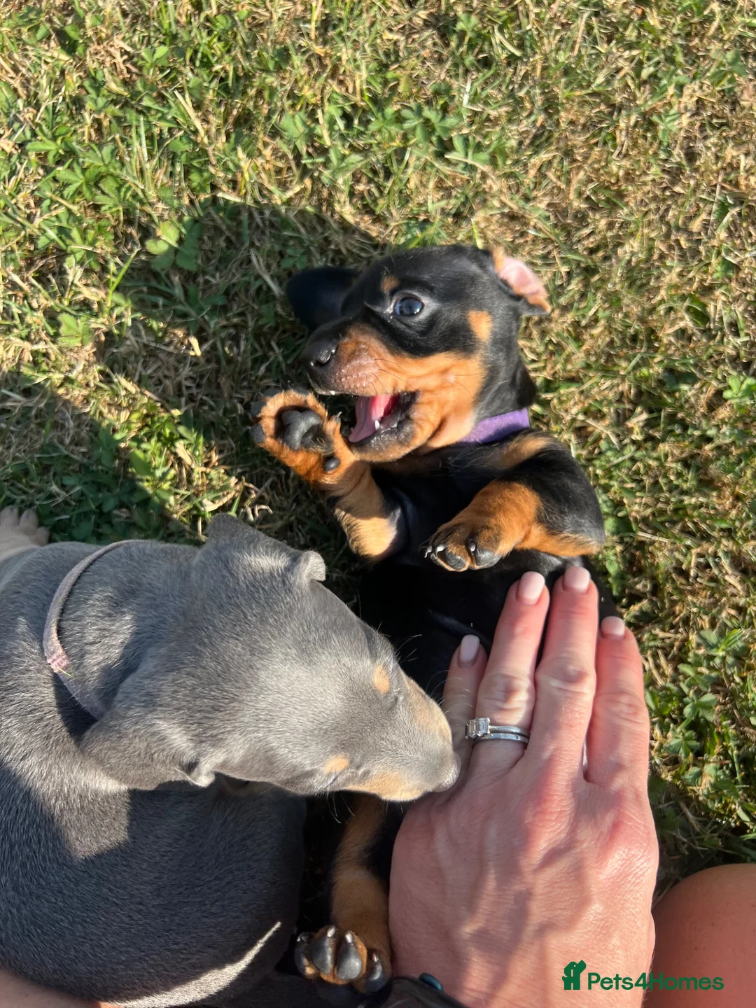 Dachshund dogs for sale: Lilac and tan dachshund puppies Black and Tan  in Canterbury - Advert 1