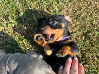 Dachshund dogs Lilac and tan dachshund puppies Black and Tan - Advert 8