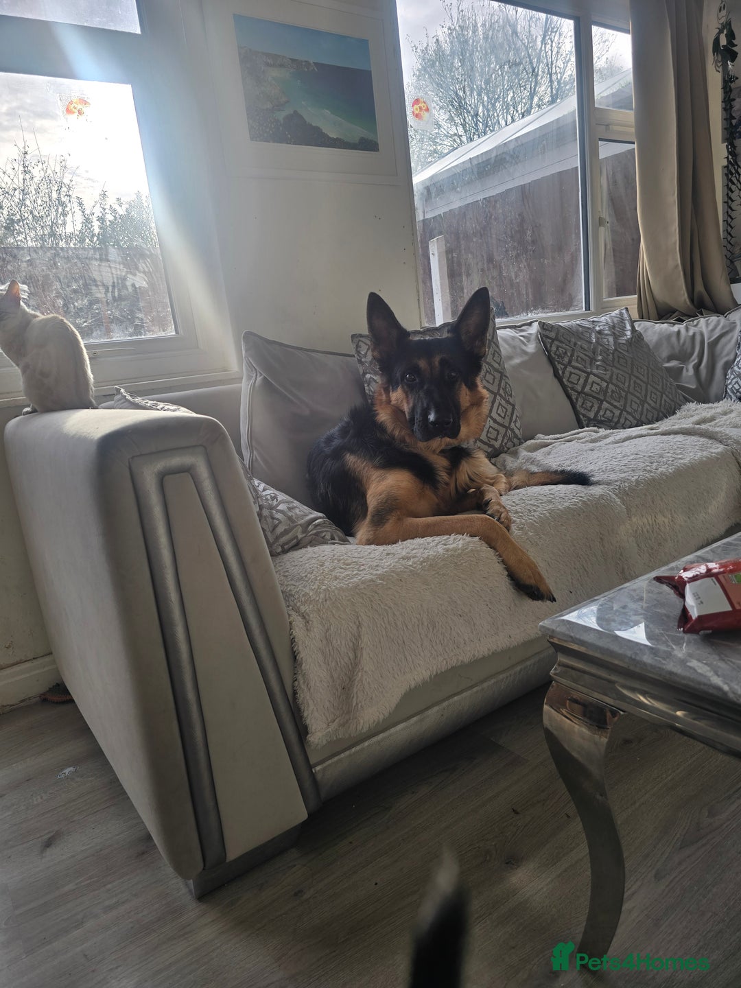 German Shepherd dogs for stud: 📣 STUD AVAILABLE – GERMAN SHEPHERD 📣 - Advert 6