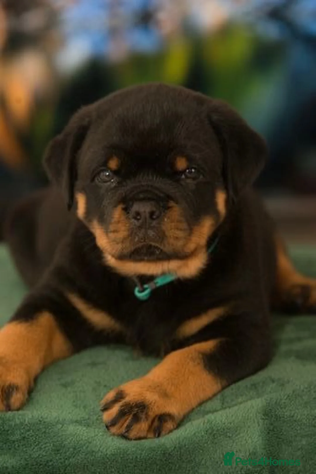Rottweiler dogs for sale: Champion Line Male Rottweiler  - Advert 1
