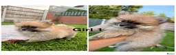 Pomeranian dogs for sale: Beautiful Pomeranian Puppies  - Advert 3