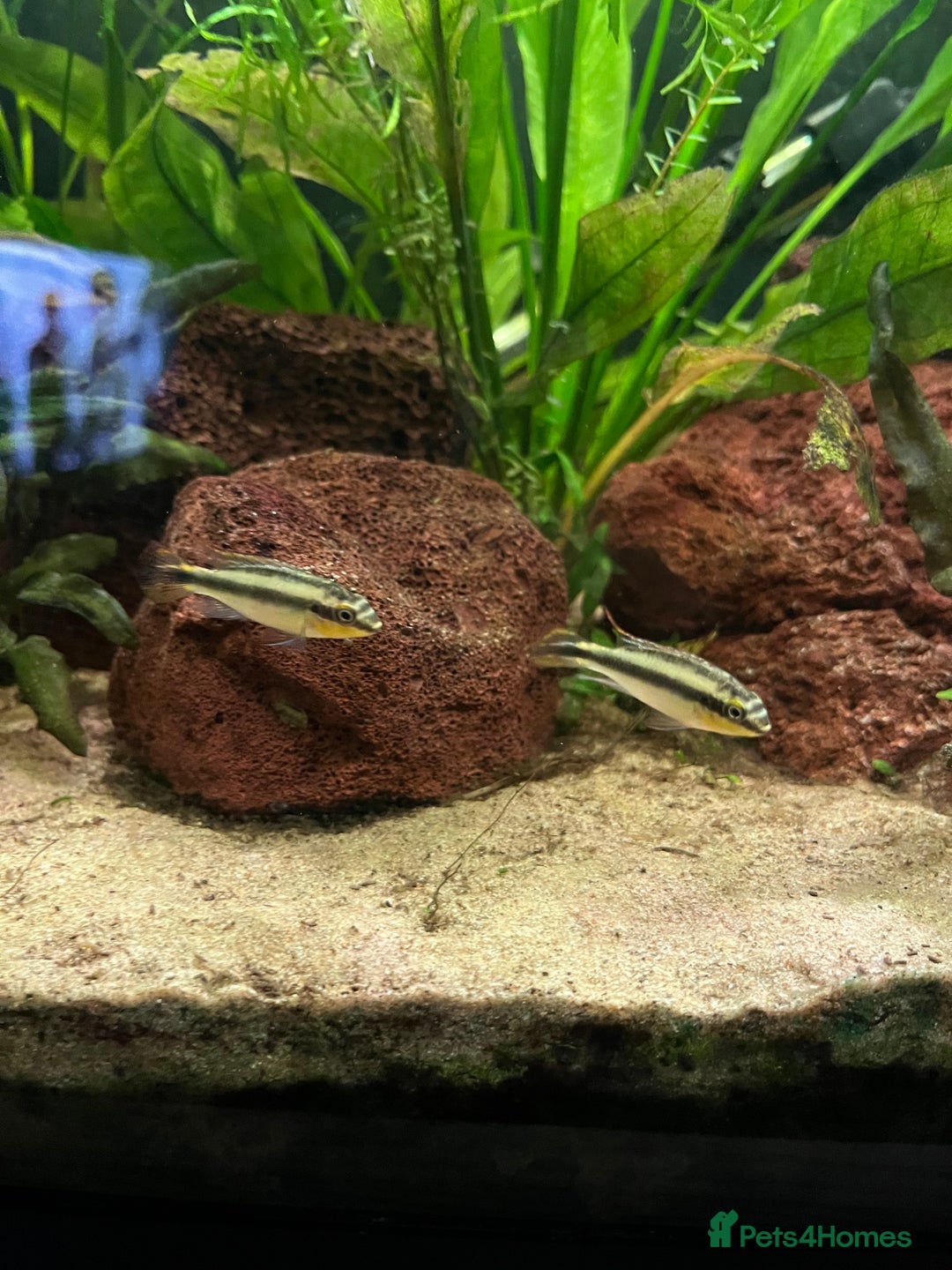 Cichlids fish for sale: Free Kribensis cichlids leeds - Image 3