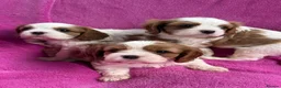 Cavalier King Charles Spaniel dogs for sale: Cavalier King Charles Spaniel puppies - Advert 5