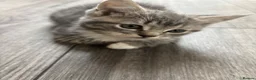 Mixed Breed cats for sale: 2 kittens for sale  - Advert 6