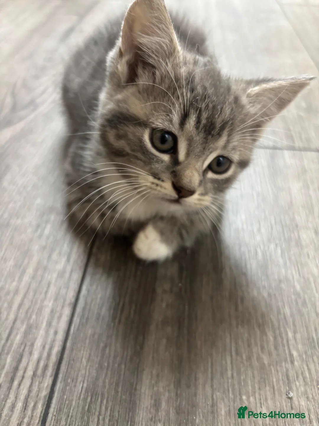 Mixed Breed cats for sale: 2 kittens for sale  - Advert 10