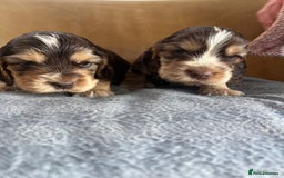 Cocker Spaniel dogs for sale: 🐾Gorgeous Cocker Spaniel Puppies 🐶🐾 - Image 20