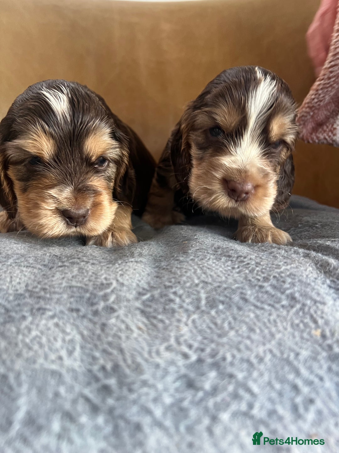 Cocker Spaniel dogs for sale: 🐾Gorgeous Cocker Spaniel Puppies 🐶🐾 - Image 20