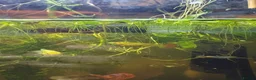 Live Bearers fish for sale: Aquatic plants for sale for aquarium/ pond   - Advert 3
