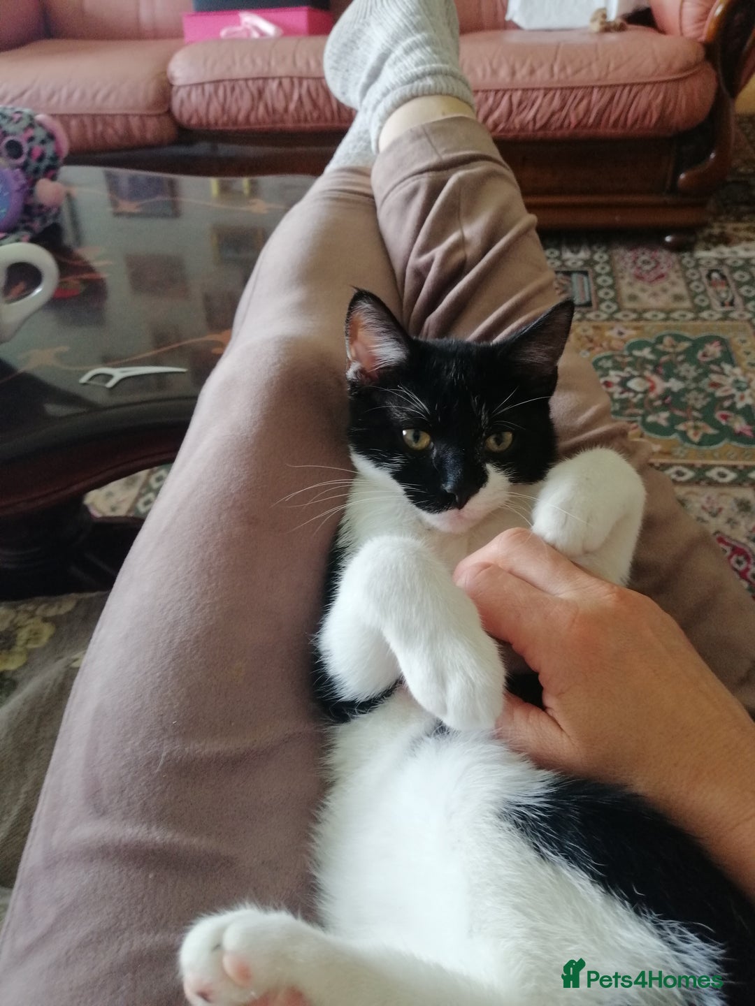 British Shorthair cats for sale: White and black female and male cats - Image 34