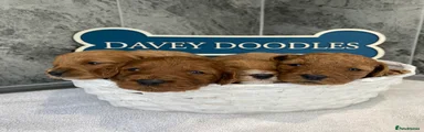 Cavapoo Puppy 7