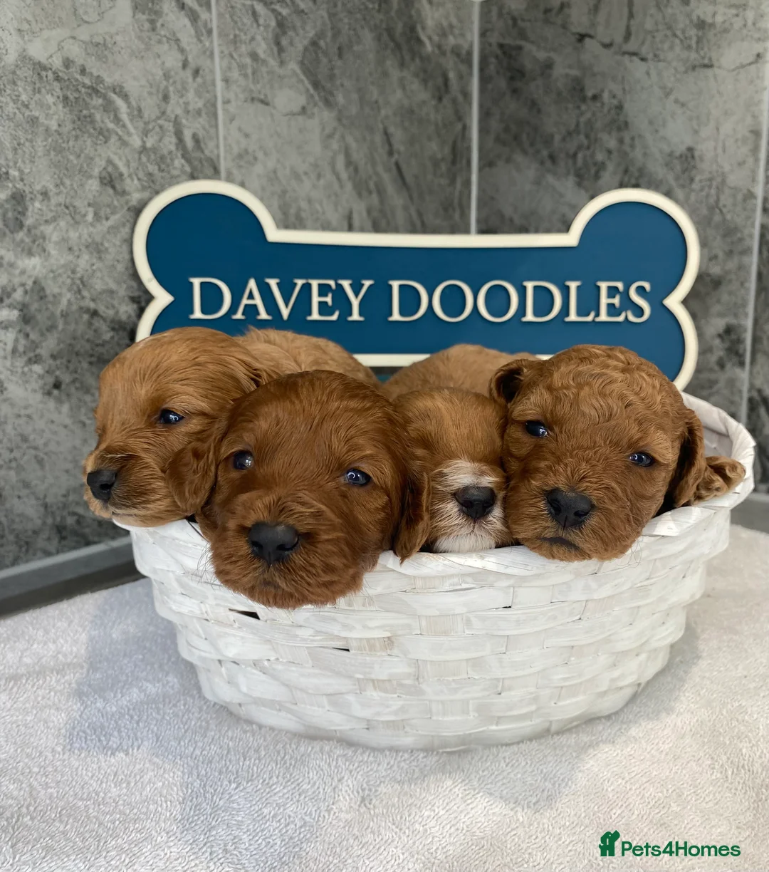 Cavapoo dogs for sale: Stunning F1B health tested Cavapoo’s  - Advert 6