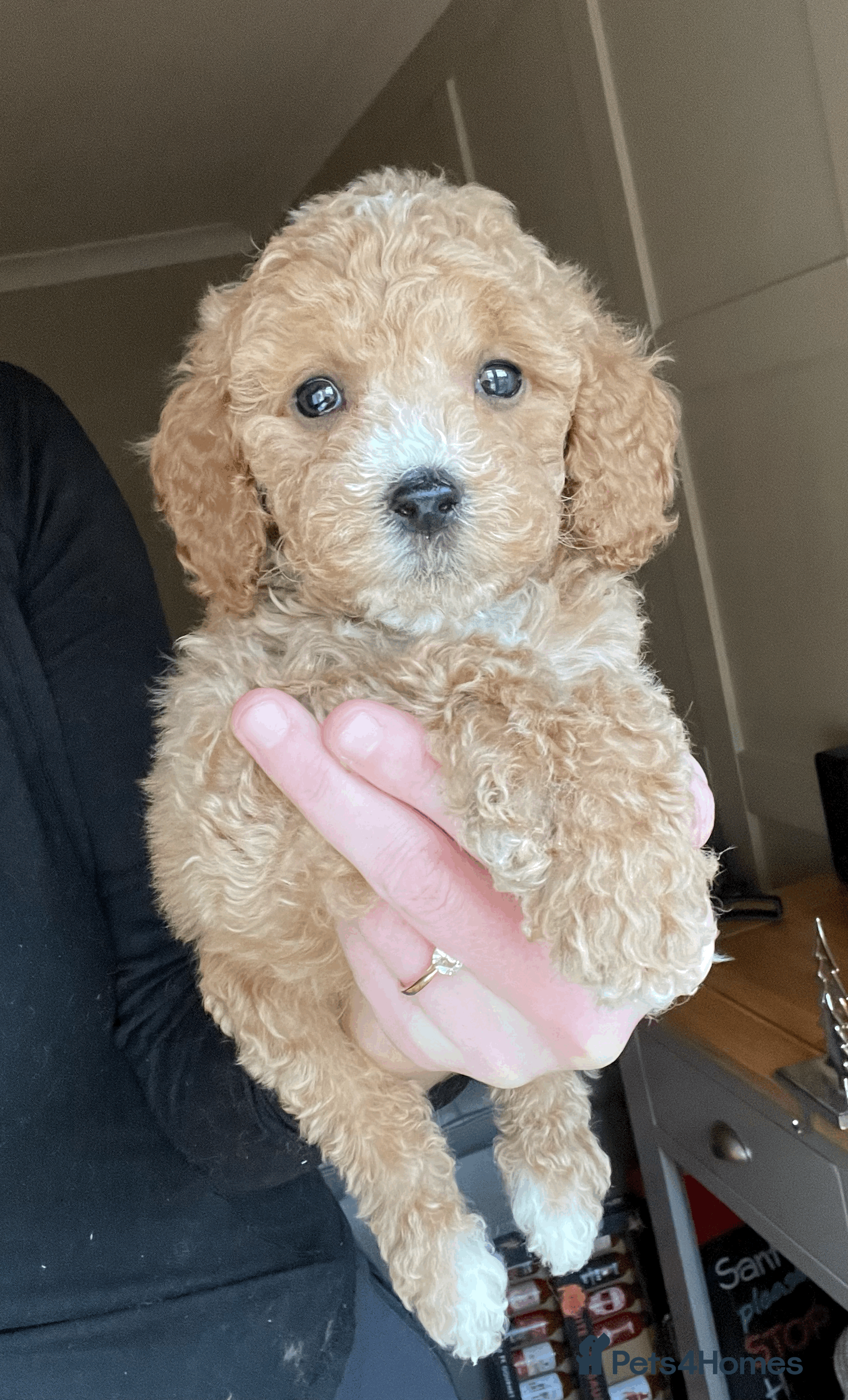 Cockapoo dogs F1b TOY COCKAPOO PUPS - DNA Health Tested!! - Advert 3