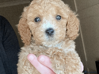 Cockapoo dogs F1b TOY COCKAPOO PUPS - DNA Health Tested!! - Advert 3