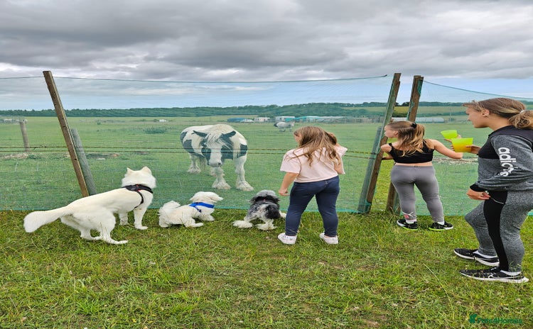 Mixed Breed dogs - Advert 6