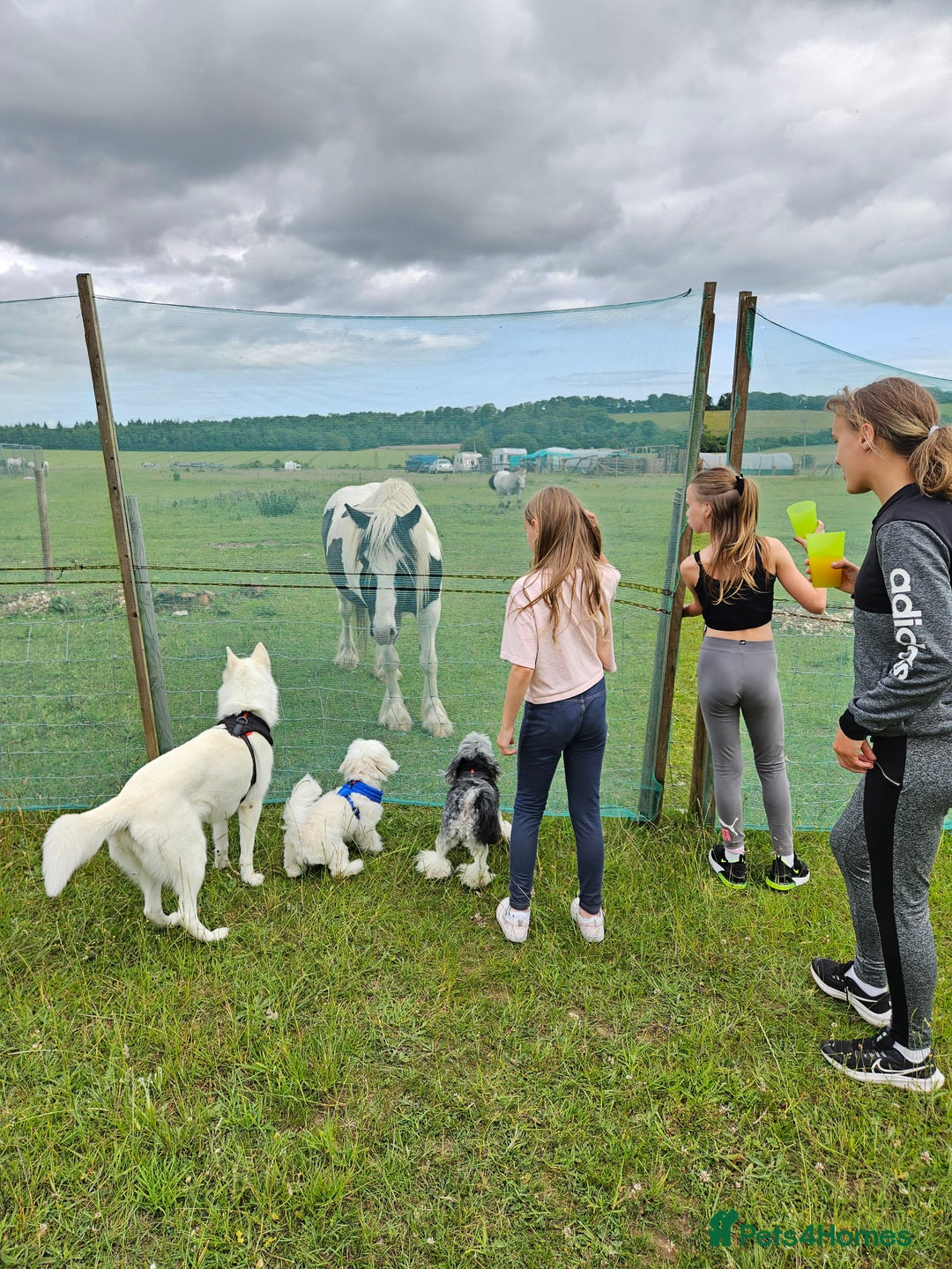 Mixed Breed dogs for sale: Husky cross - Image 1