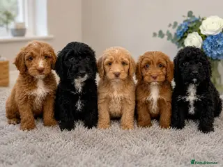 Cockapoo dogs Beautiful F1 Cockapoos Fully Vaccinated Ready Now - Advert 1