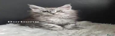 Maine Coon 2 Borbone 