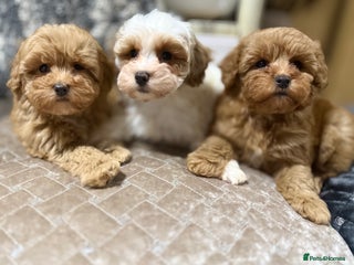 Shihpoo dogs Beautiful Shihpoo x Poodle Puppies - Advert 2