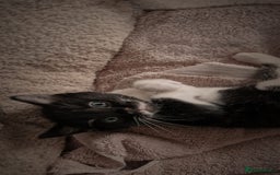 Mixed Breed cats for sale: 4 GORGEOUS BLACK AND WHITE KITTENS - Image 11