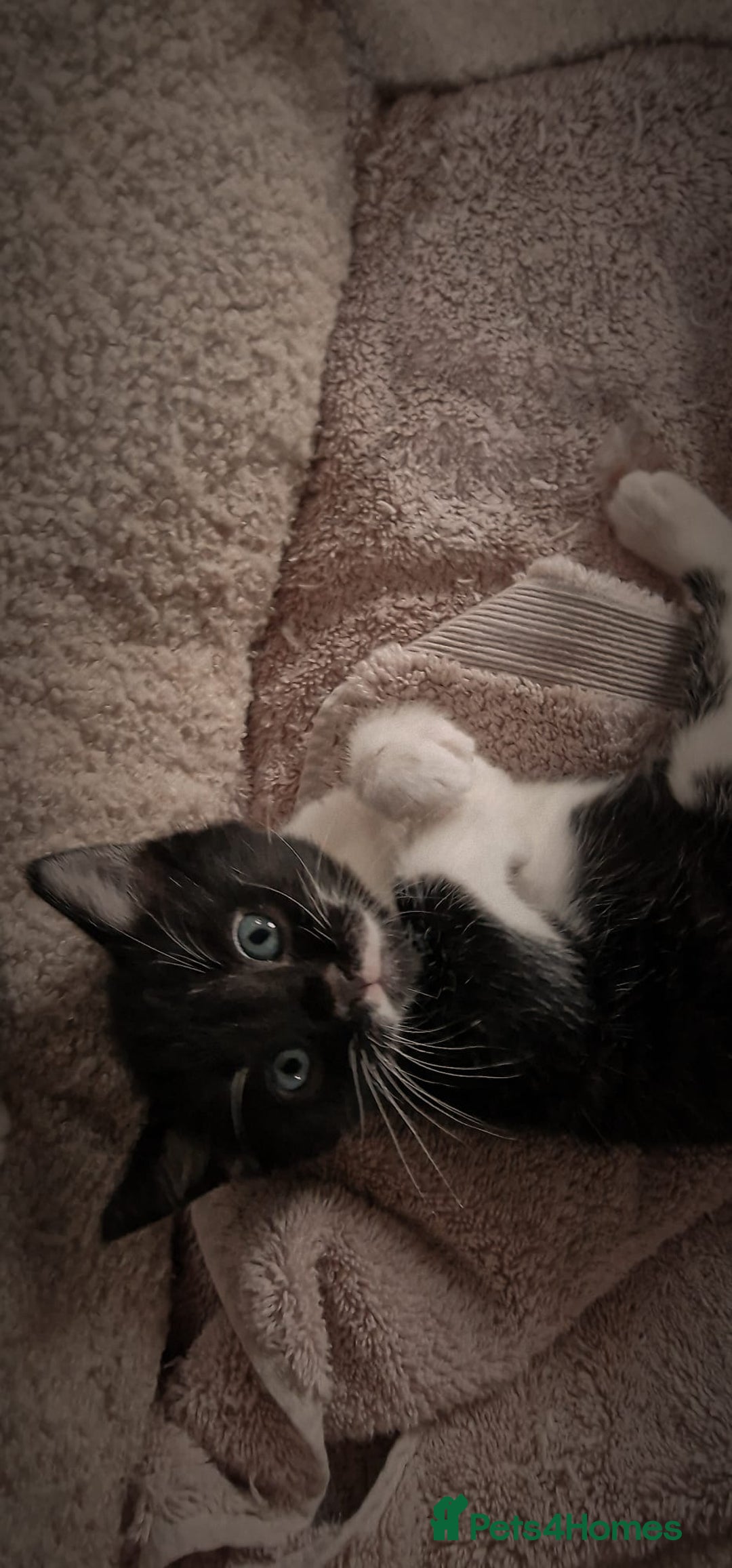 Mixed Breed cats for sale: 4 GORGEOUS BLACK AND WHITE KITTENS - Image 11