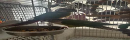 Conures birds for sale: Bonded pair of yellow-sided conures - Advert 9