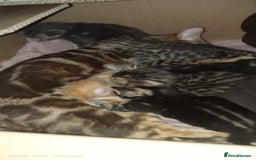 Bengal cats for sale: Best of Bengal - Image 3