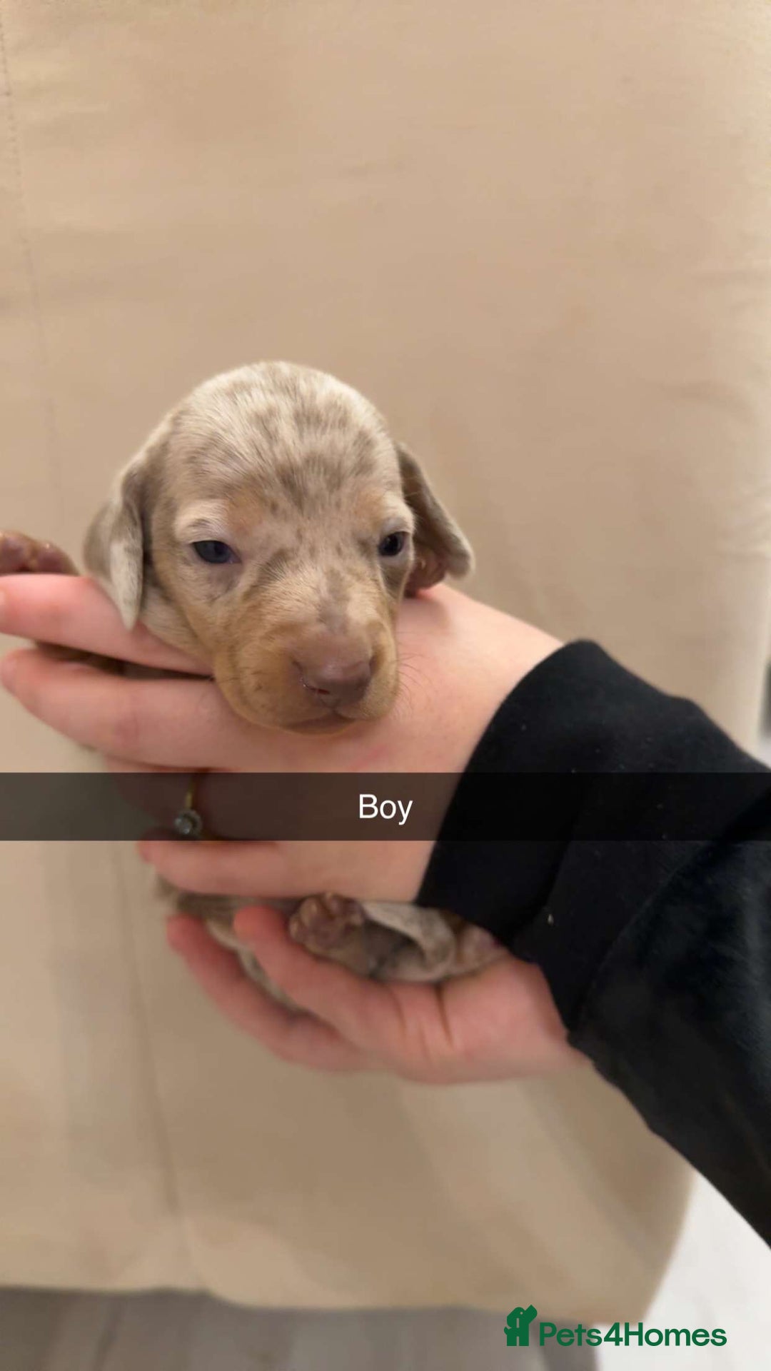 Miniature Dachshund dogs for sale: Miniature dachshund puppies - Advert 6