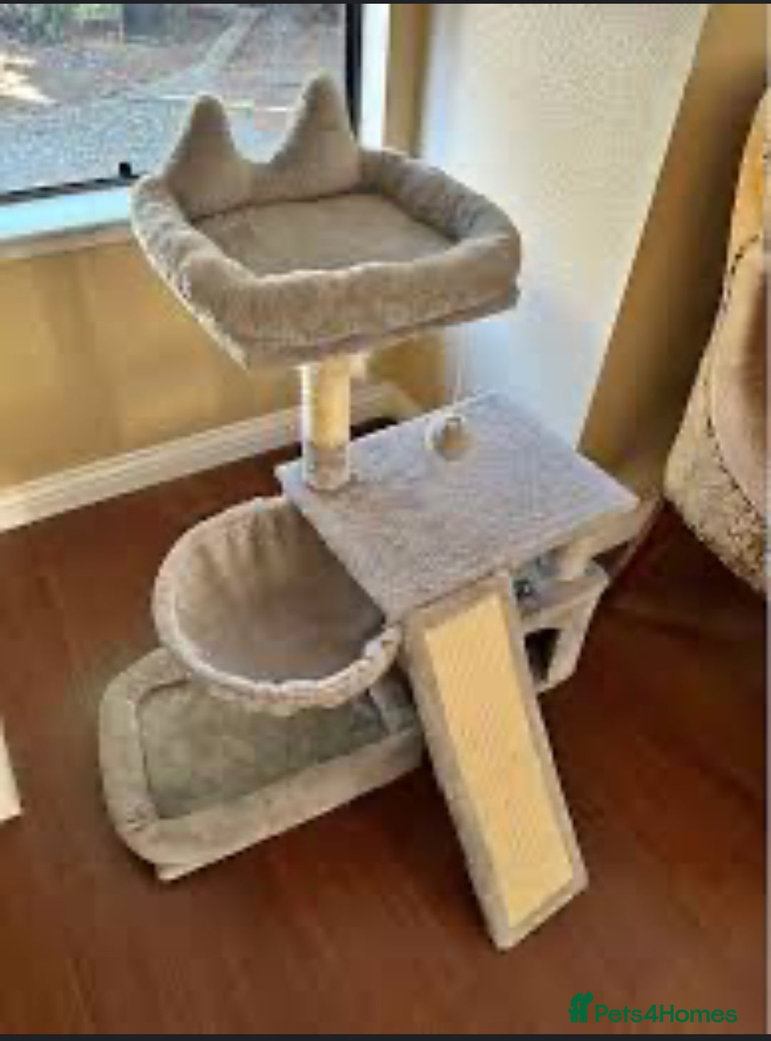 British Shorthair cats for sale: Beautiful grey & white tabby kitten female - Image 3