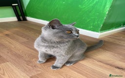 British Shorthair cats for sale: Only 1 Active British Shorthair Girl Left  - Image 2