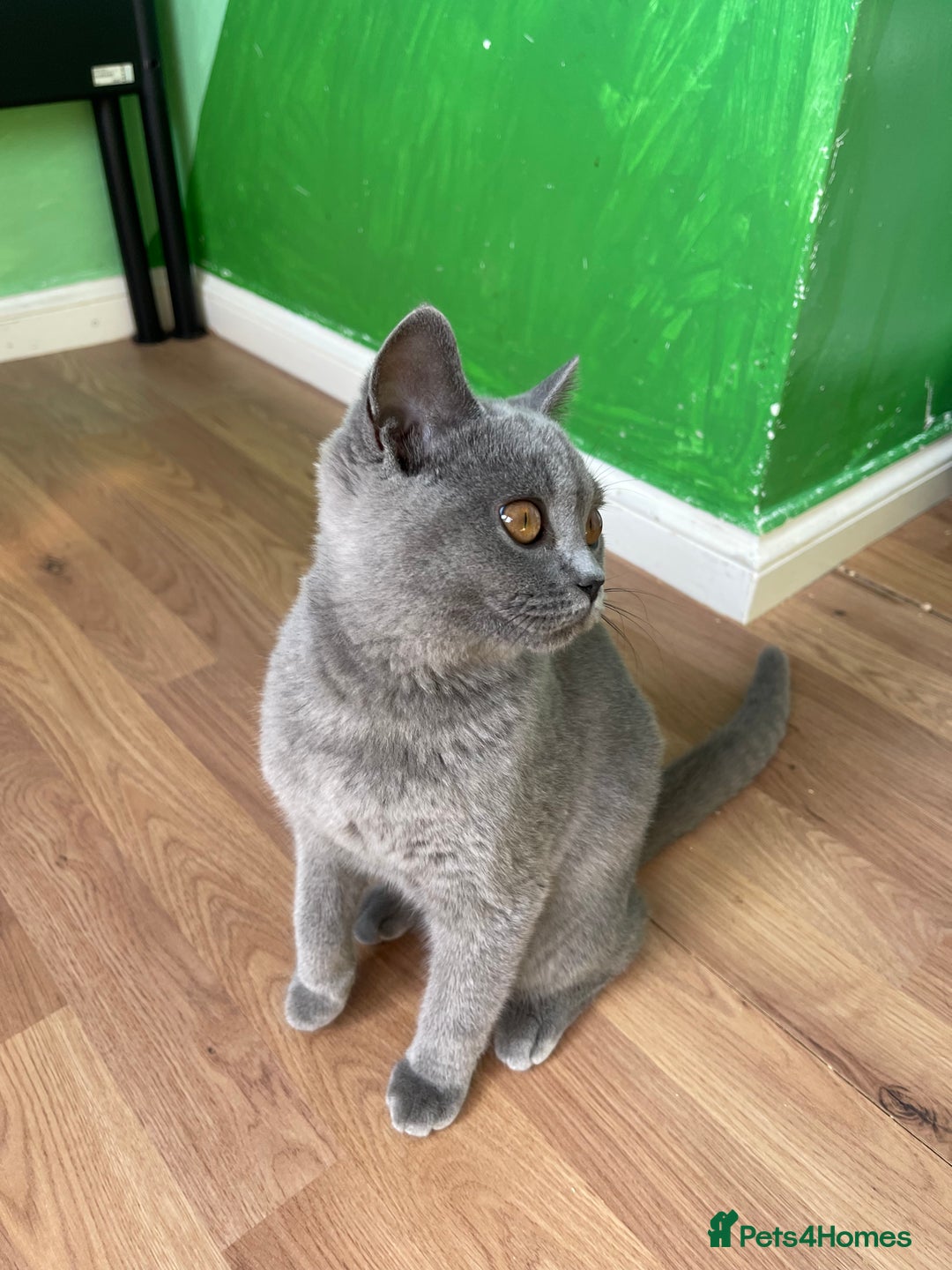 British Shorthair cats for sale: Only 1 Active British Shorthair Girl Left  - Image 2
