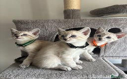 Siamese cats for sale: Siamese Lynx Kittens – 3 Boys & 3 Girls - Image 1