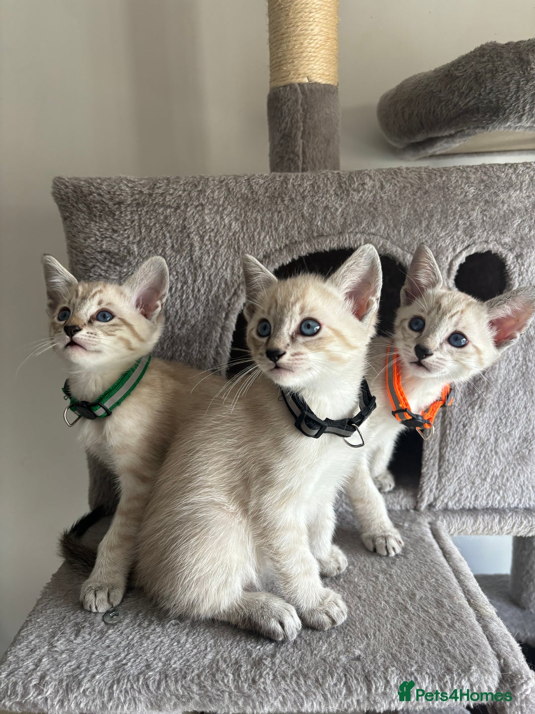 Siamese cats for sale: Siamese Lynx Kittens – 3 Boys & 3 Girls - Image 1