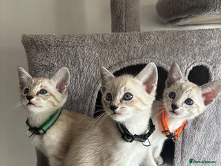 Siamese cats - Advert 12