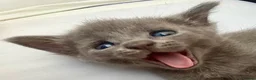 Mixed Breed cats for sale: Beautiful Litter of Playful Kittens, Siamese Cross - Advert 8