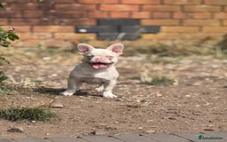 French Bulldog dogs for sale: PRICE REDUCED!! PINK HUSKY FRENCH BULLDOGS - Image 16
