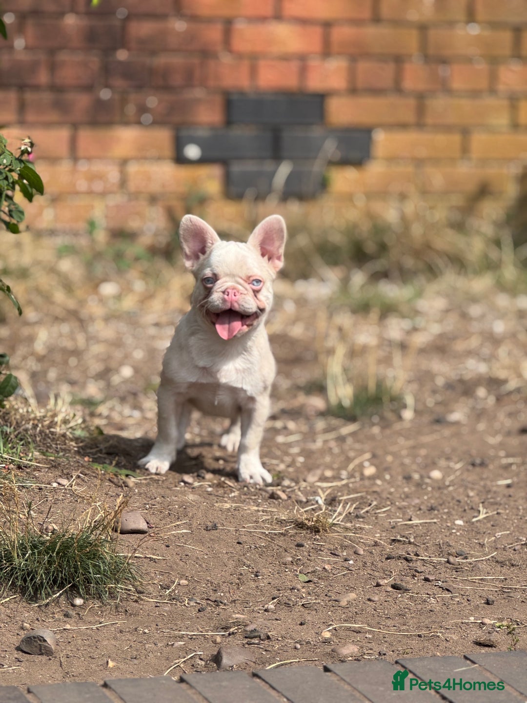 French Bulldog dogs for sale: PRICE REDUCED!! PINK HUSKY FRENCH BULLDOGS - Image 16