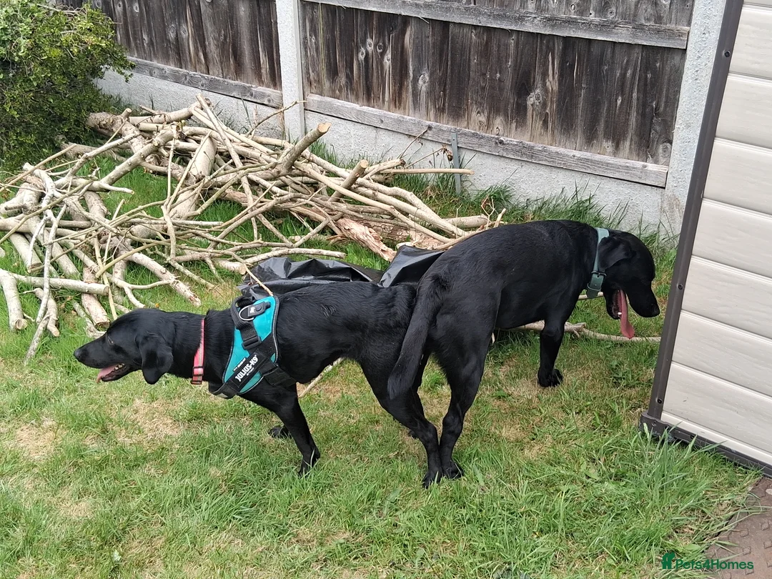 Labrador Retriever dogs for stud: PROVEN LABRADOR FOR STUD PROVEN  in Wolverhampton - Advert 21