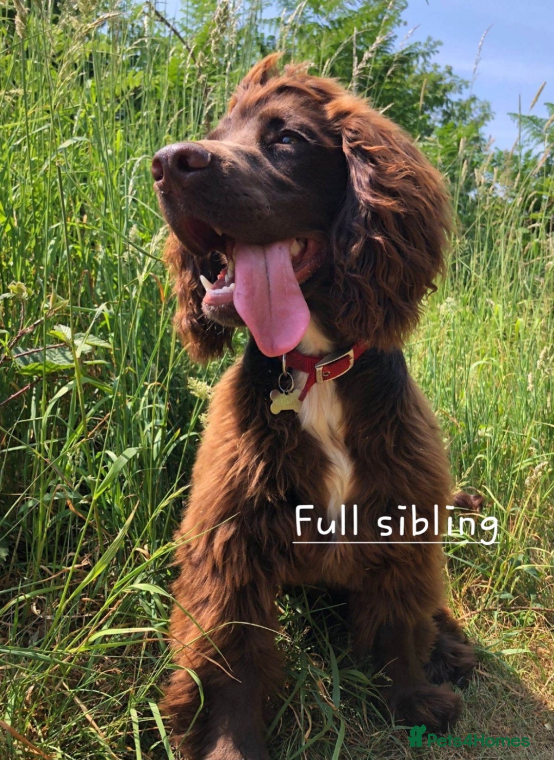 Cocker Spaniel dogs for sale: 4th Generation, Working Cocker Spaniel Puppies  🩵 - Image 14