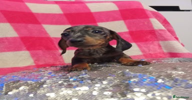 Miniature Dachshund dogs 1 last silver dapple girl 👧  - Advert 4