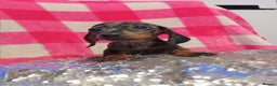 Miniature Dachshund dogs for sale: 1 last silver dapple girl 👧  - Advert 3