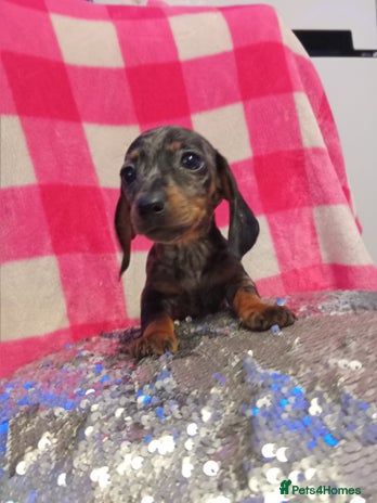 Miniature Dachshund dogs 1 last silver dapple girl 👧 - Advert 1