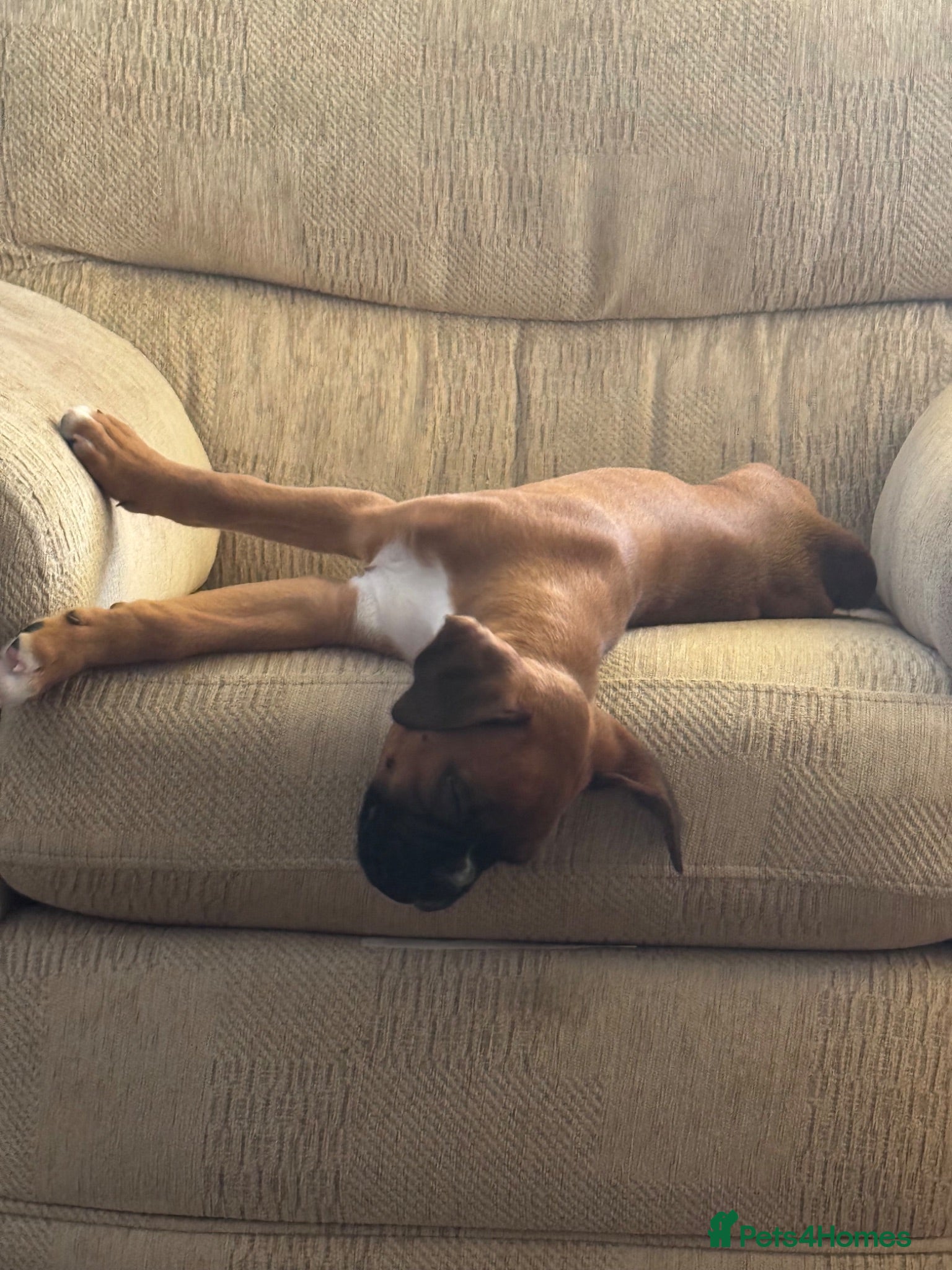 Boxer dogs charthaihen boxers - Advert 4