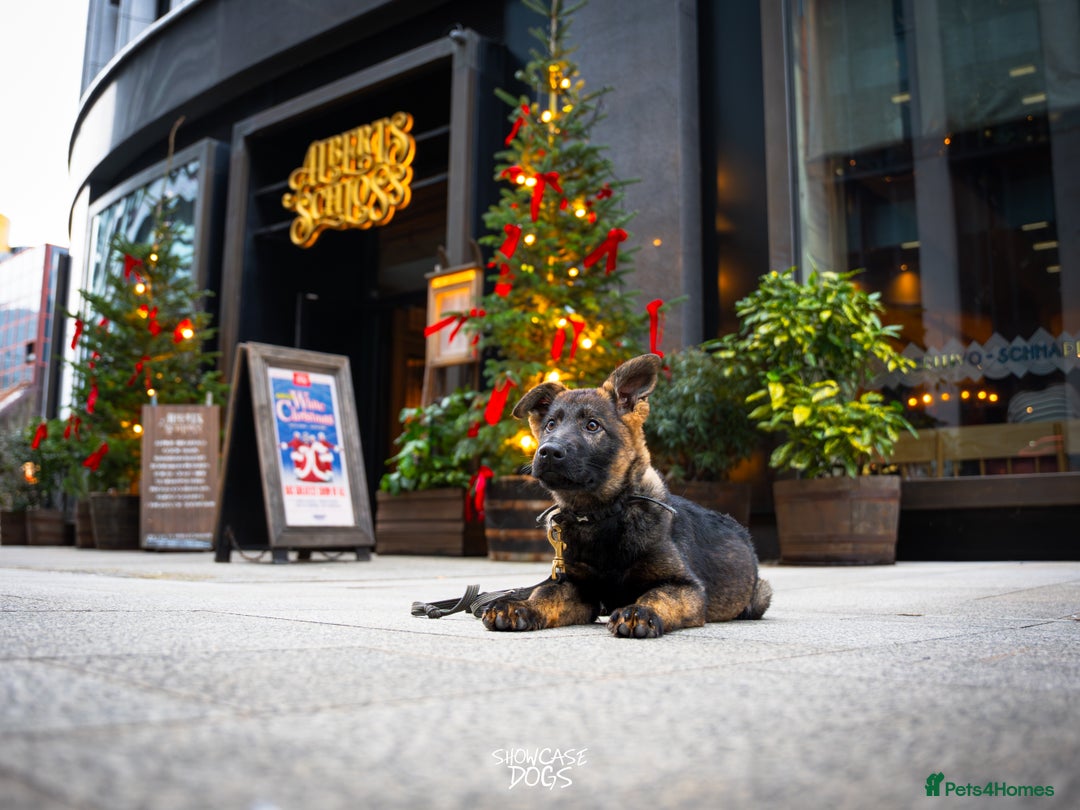 German Shepherd dogs for sale: Trained Young Prospect with further potential - Advert 3