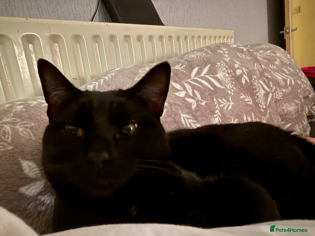 Mixed Breed cats for sale: Black cat  - Advert 1