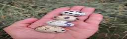 Quail poultry for sale: Fertile Quail Hatching Eggs – Mixed Colours - Advert 1