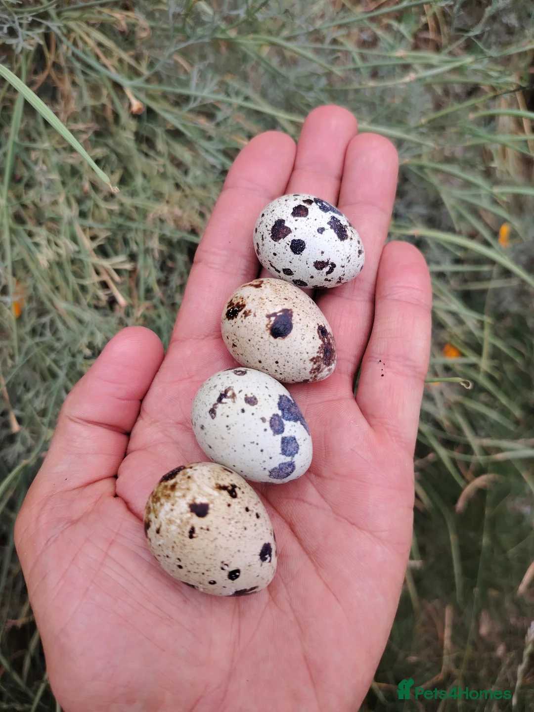 Quail poultry for sale: Fertile Quail Hatching Eggs – Mixed Colours - Advert 1