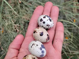 Quail poultry Fertile Quail Hatching Eggs – Mixed Colours - Advert 1